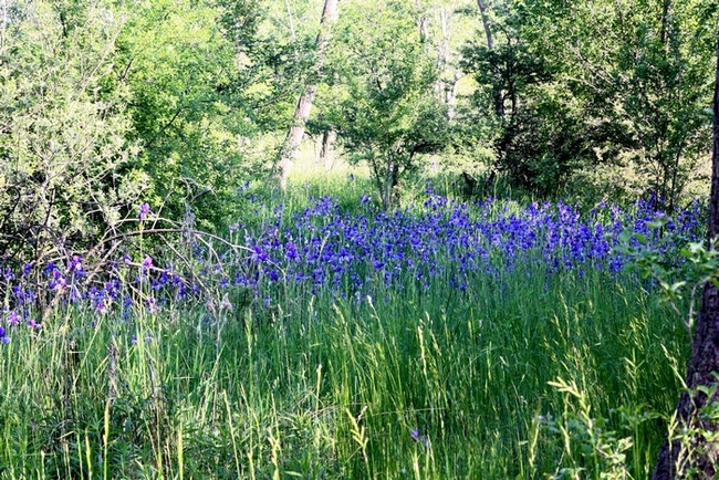 iris e farfalle